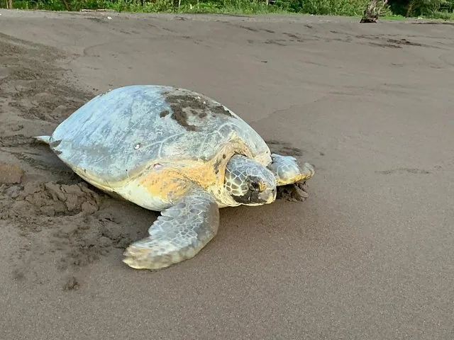 Meeresschildkröte, die über einen Sandstrand kriecht
