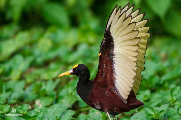 Nordjacana mit erhobenen Flügeln in einem Feuchtgebiet