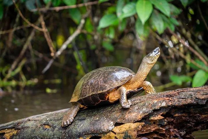 Schildkröte ruht auf einem Baumstamm im Wasser
