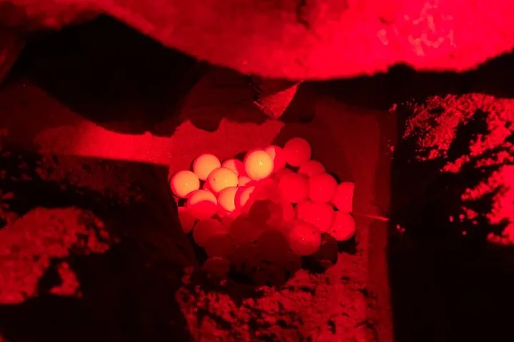 Eier einer Meeresschildkröte in einem Nest, beleuchtet von rotem Licht