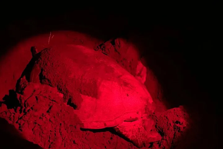Meeresschildkröte am Strand bei Nacht, beleuchtet von rotem Licht
