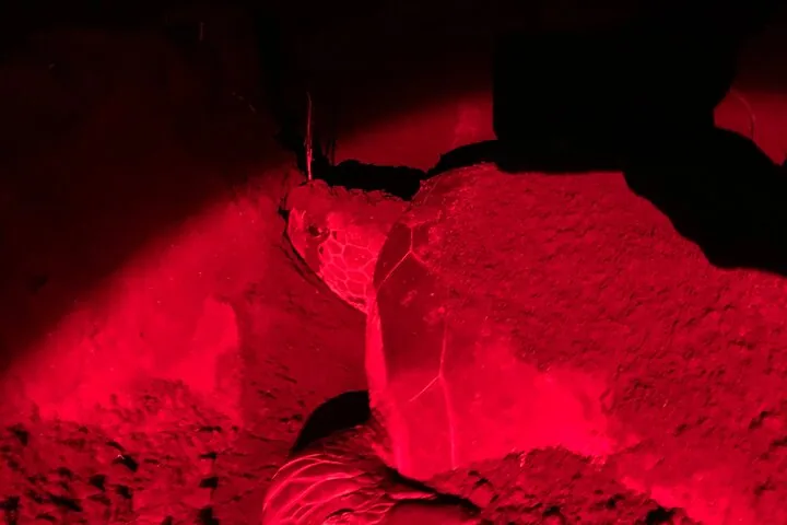 Meeresschildkröte beim Nisten am Strand, beleuchtet von rotem Licht