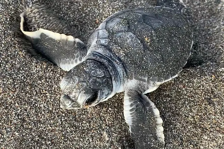 Baby-Meeresschildkröte, die über den Sandstrand krabbelt